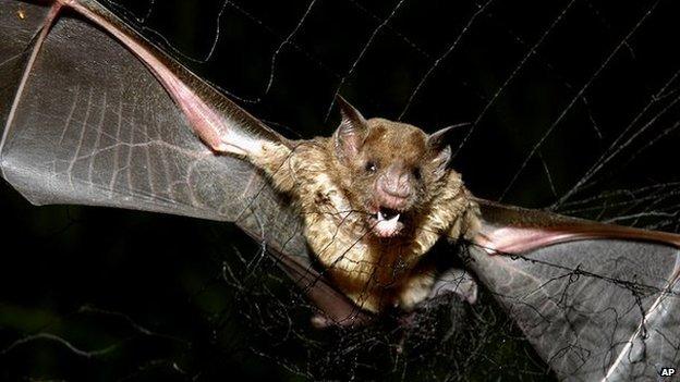 A vampire bat