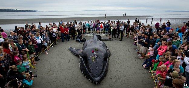 Beached whale in British Columbia