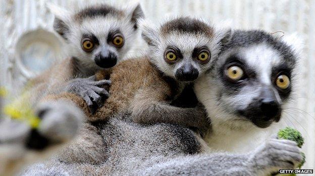 Ring-tailed lemurs