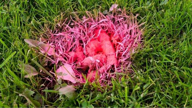 Pink dog poo