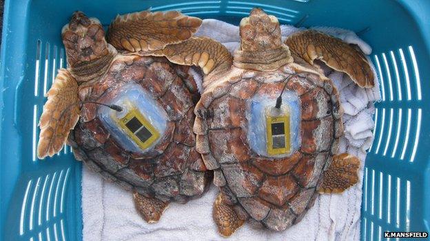 Tagged turtles