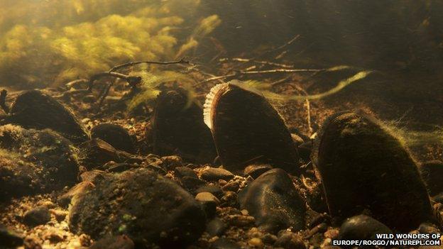 Freshwater pearl mussels