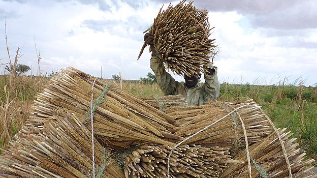 Farmer harvesting millet in Niger