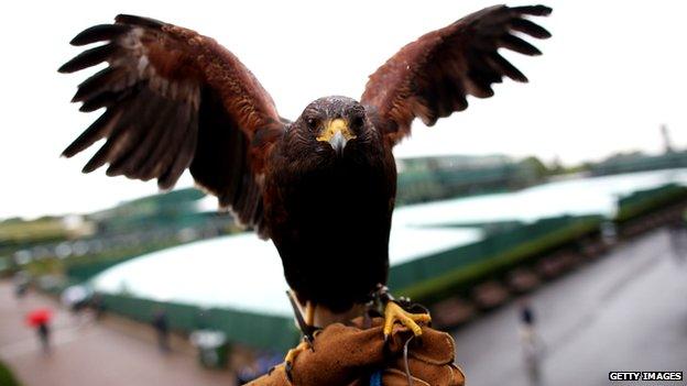 Hawk displaying his wings