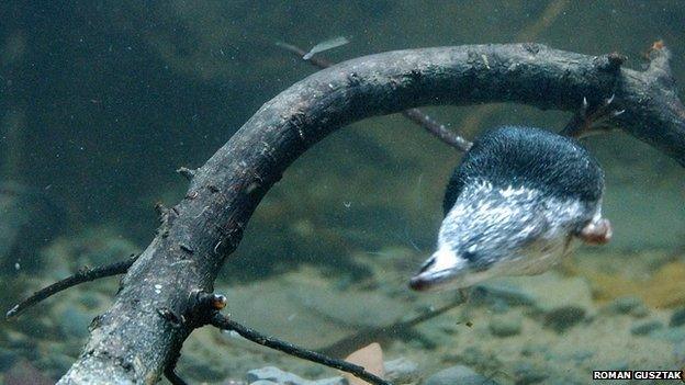 American water shrew (Sorex palustris) underwater (c) Roman Gusztak