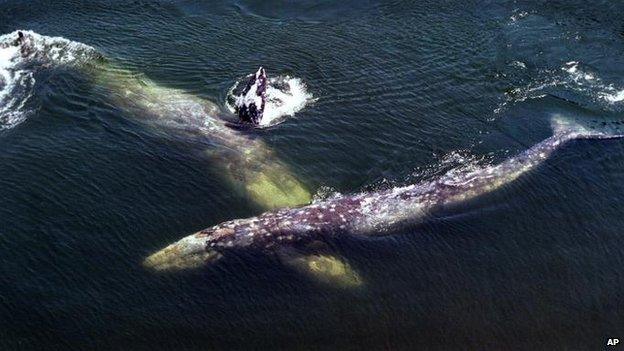 A pair of gray whales