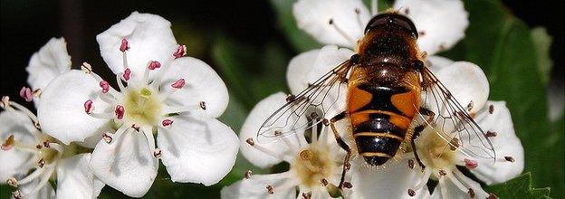 Hoverfly on a hawthorn flower (Image: BBC)