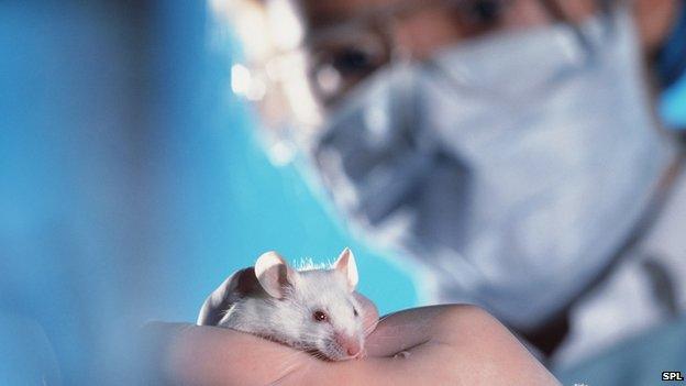 A lab mouse