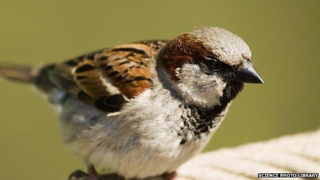 A sparrow perched on a rope.