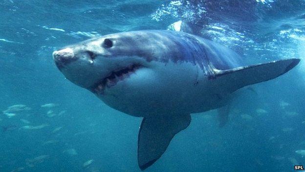 Great white shark