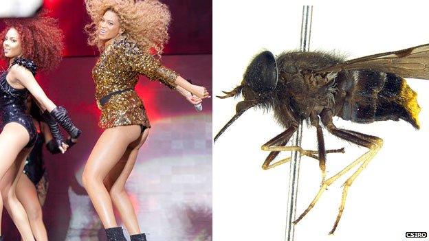 Beyonce and the scaptia beyonceae (AP and Bryan Lessard, CSIRO)