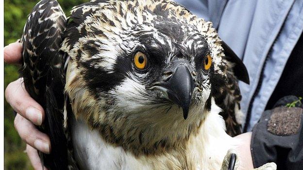 Kielder osprey chick being ringed