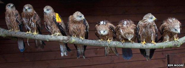 Red Kites from Tiggywinkles Hospital