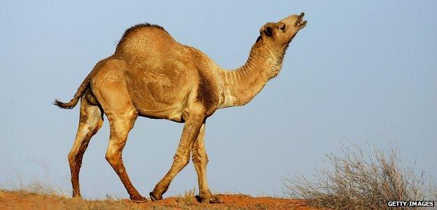 Wild camel