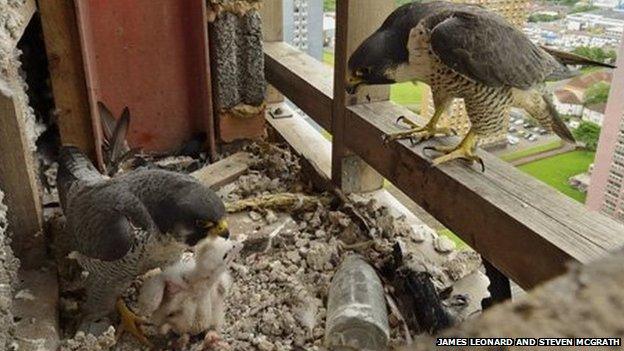 Peregrine family