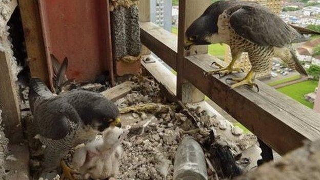 Peregrine family