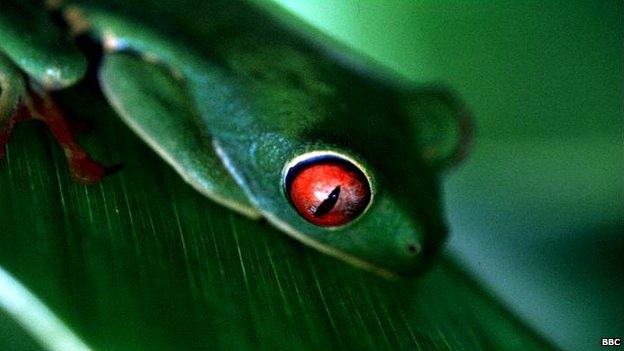 Red-eyed leaf frog