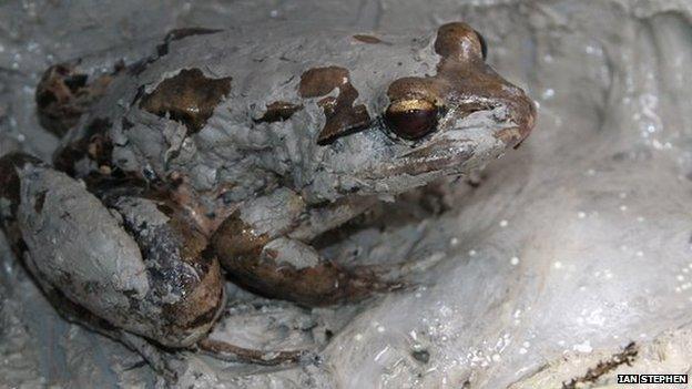 Mother mountain chicken frog in nest with eggs