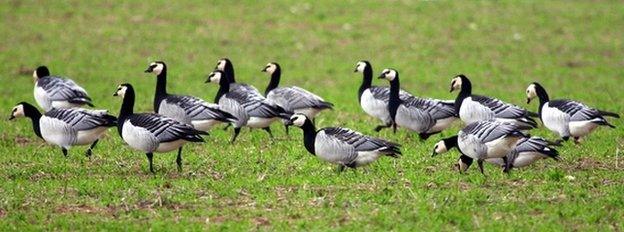 Barnacle geese