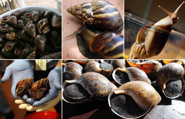 From top left, clockwise: snail in jar, snails in a bowl, two snails, snail in glass, snails in row, giant African snails in hands