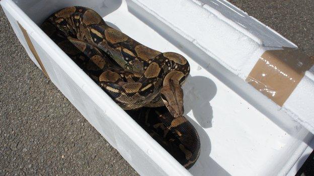 Snake in a box