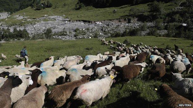 Flock of sheep gathered in Switzerland.