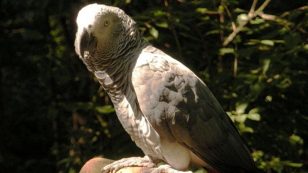 African grey parrot