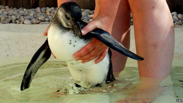 Baby pengiun being lowered into a pool