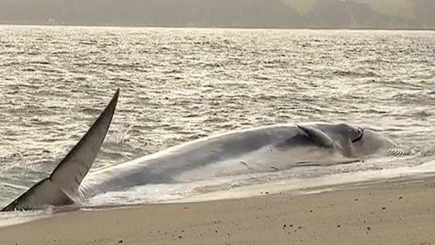 Fin whale at Carlyon Bay