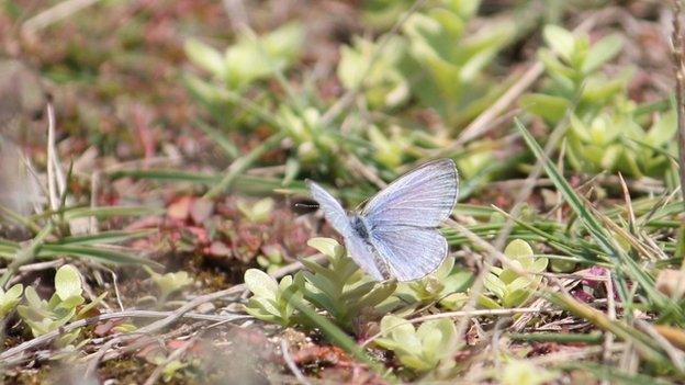 Pale grass blue butterfly