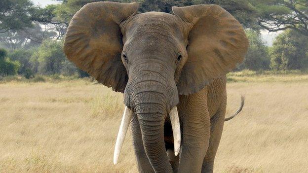 Elephant in the Amboseli National Park, Kenya