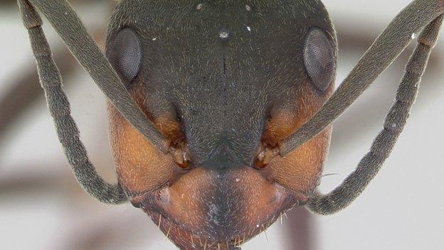 Hairy wood ant (Formica lugubris) (c) Antweb