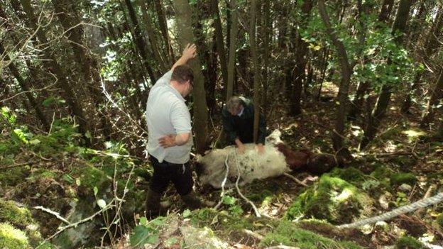 Cow getting rescued