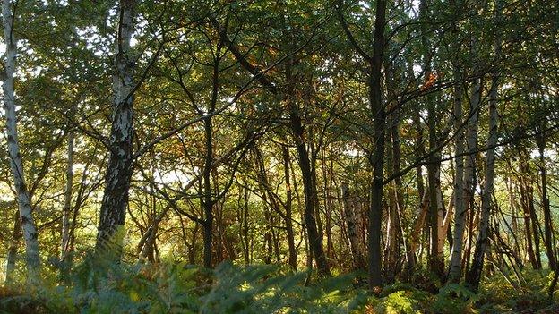 Woodland; Buckinghamshire, UK (Image: BBC)