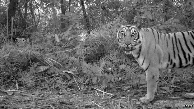 Tiger in Chitwan National Park