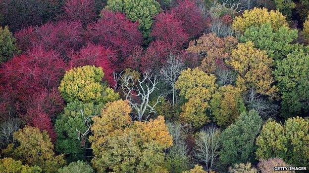Trees in Gloucestershire