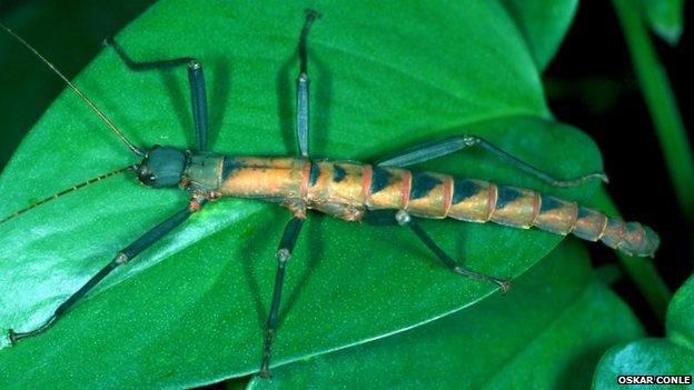 A male conlephasma insect rests on a leaf. It has six legs and long antennae. Its body is yellow and orange and its legs a bright green.