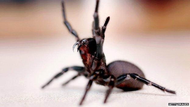 Funnel-web spider