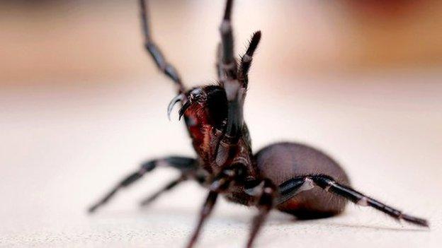 Funnel-web spider