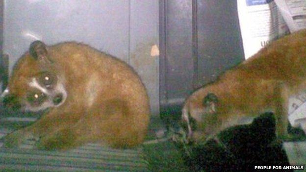 The two slender lorises found concealed in the underwear of two men at Indira Ghandi International Airport, 10 September 2012