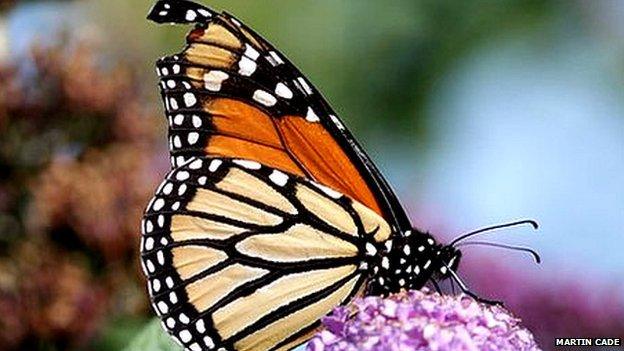 Monarch butterfly spotted in Easton, Portland island