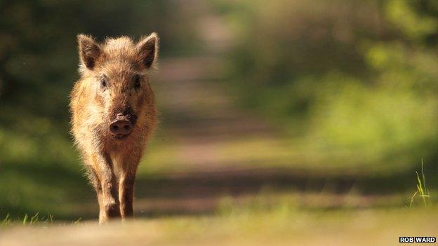 A wild boar in the Forest of Dean