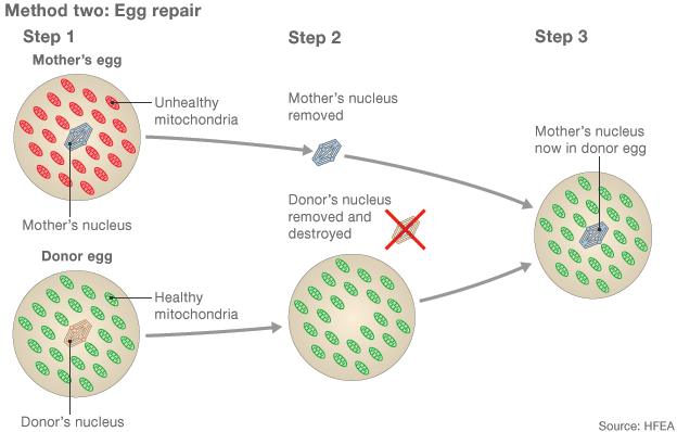 Method two: Egg repair