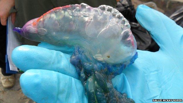 Portuguese man-of-war found at Westward Ho!