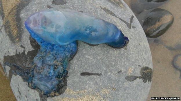 Portuguese man-of-war found at Westward Ho!