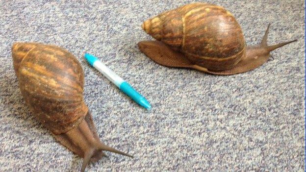 Giant African land snails