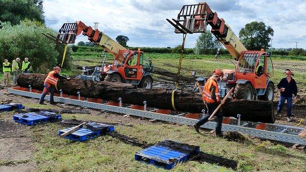 Fenland Black Oak lifted from a farmer's field in Methwold Hythe, Norfolk