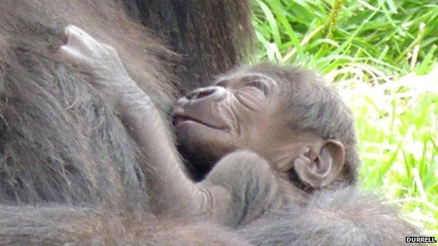 Newborn gorilla at Durrell