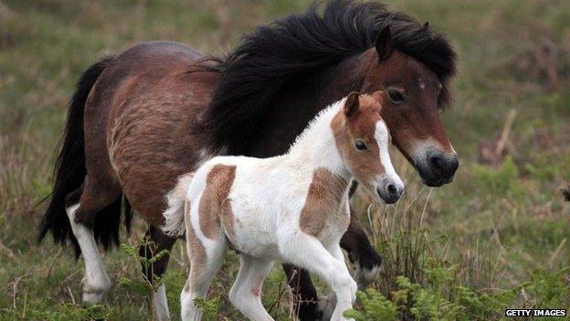 Dartmoor ponies