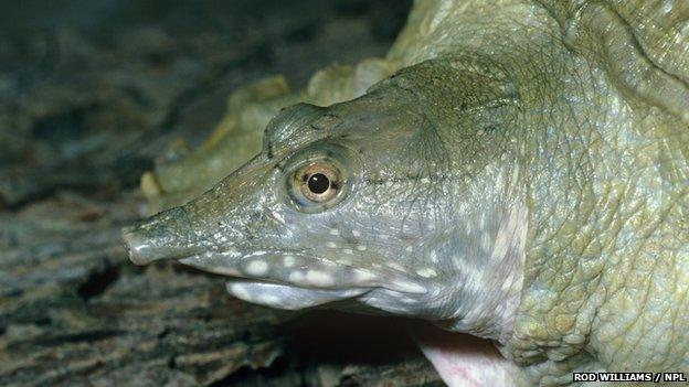 The Chinese soft-shelled turtle Pelodiscus sinensis